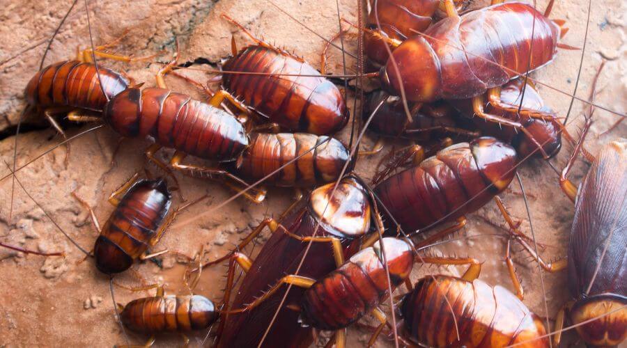 Professional pest control services services in Mount Lawley